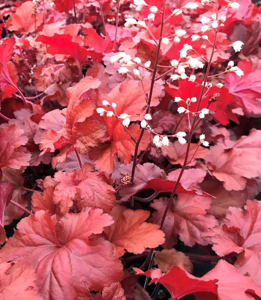 Heuchera 'Forever Red'
